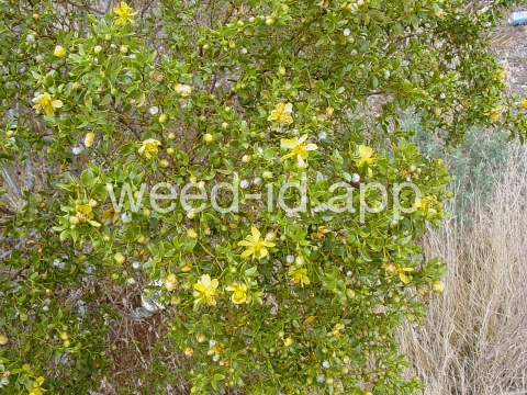 creosotebush